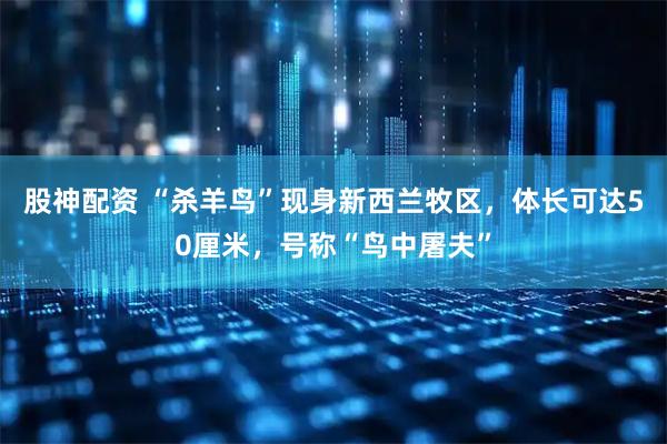 股神配资 “杀羊鸟”现身新西兰牧区，体长可达50厘米，号称“鸟中屠夫”