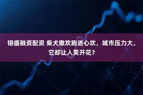 镕盛融资配资 柴犬撒欢跑进心坎，城市压力大，它却让人笑开花？